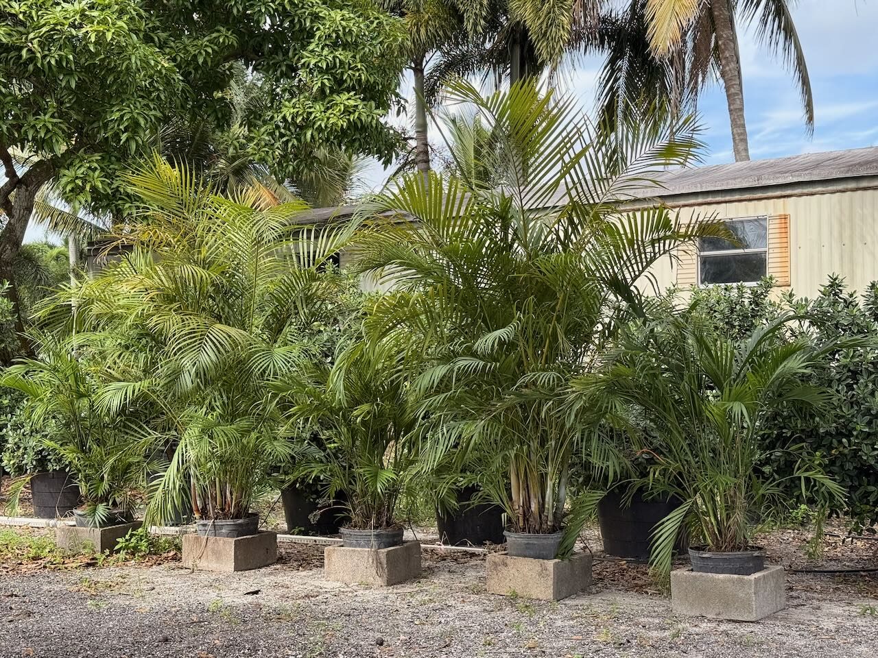 Areca Palm landscape guide South Florida
