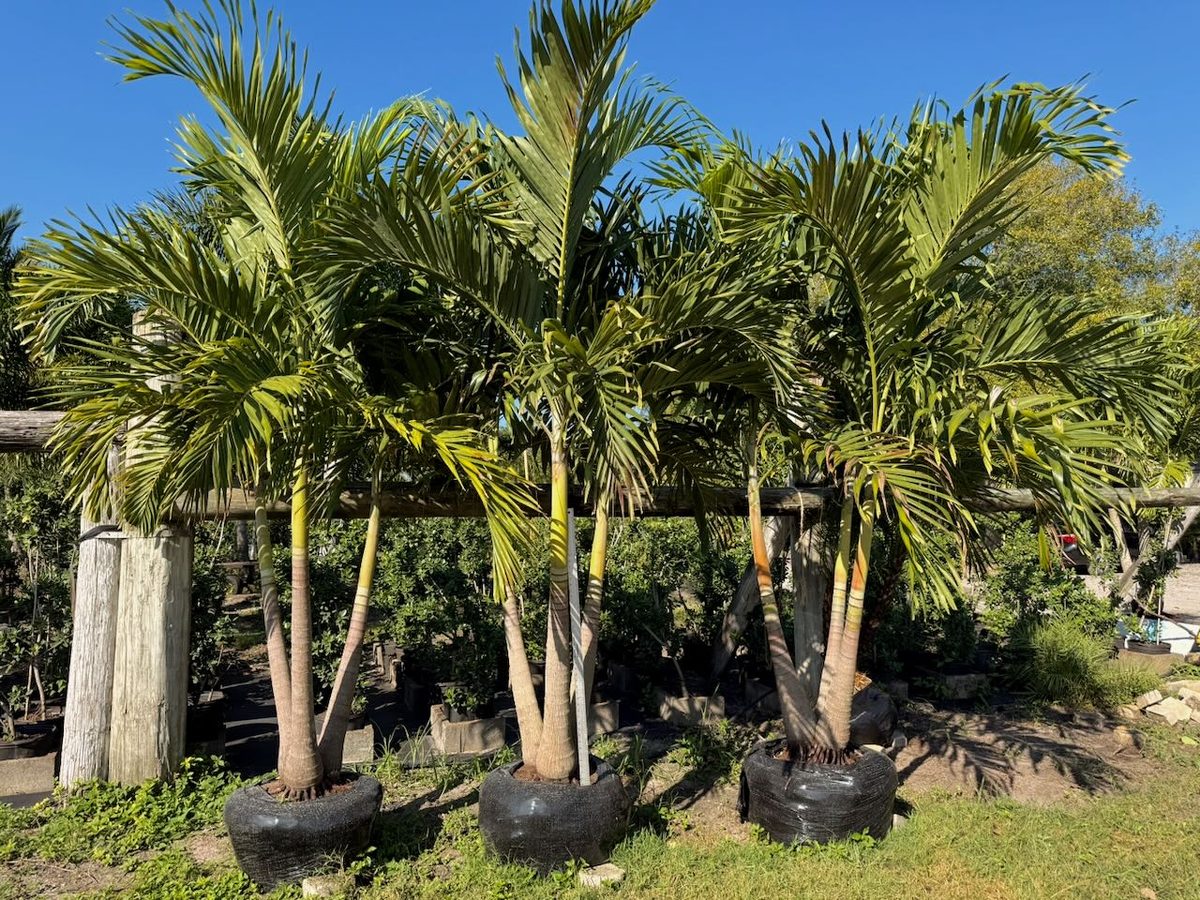 Christmas Palm wholesale South Florida Heritage Farms