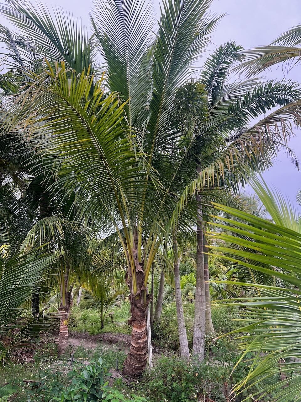 Coconut Palm wholesale South Florida Heritage Farms