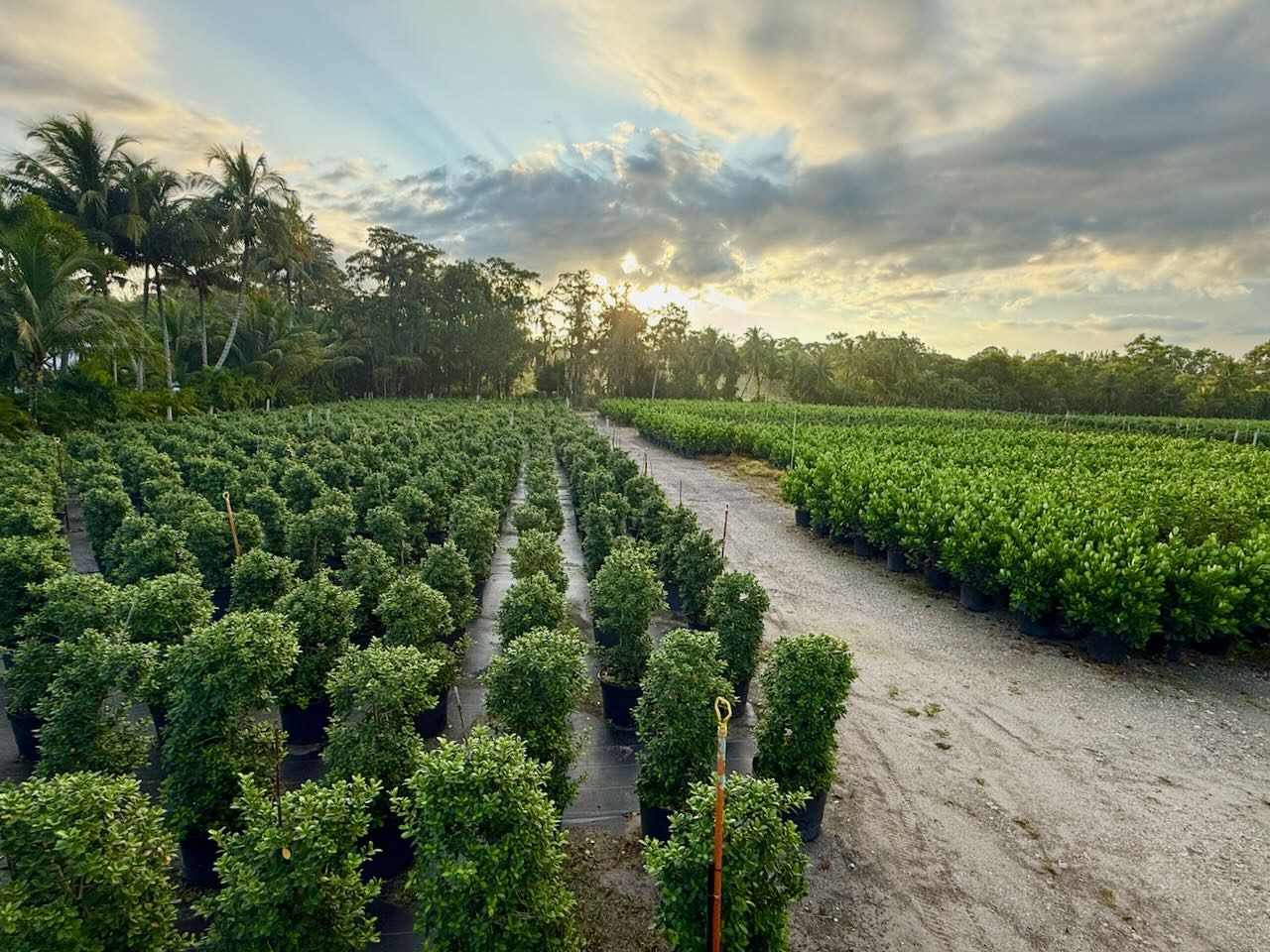 Heritage Farms Inc. wholesale nursery Boynton Beach Florida