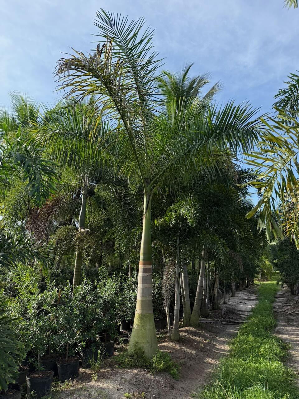 Florida Thatch Palm wholesale South Florida Heritage Farms