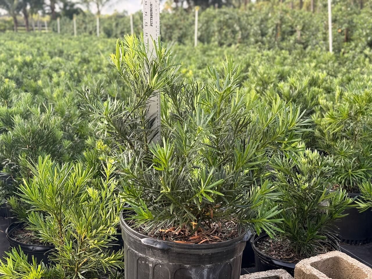 Podocarpus landscape guide South Florida