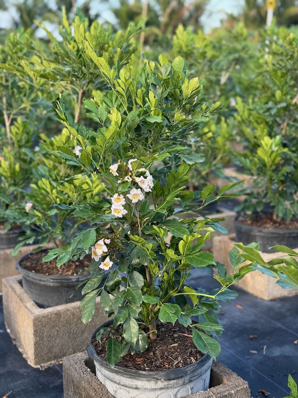 Radermachera wholesale South Florida Heritage Farms