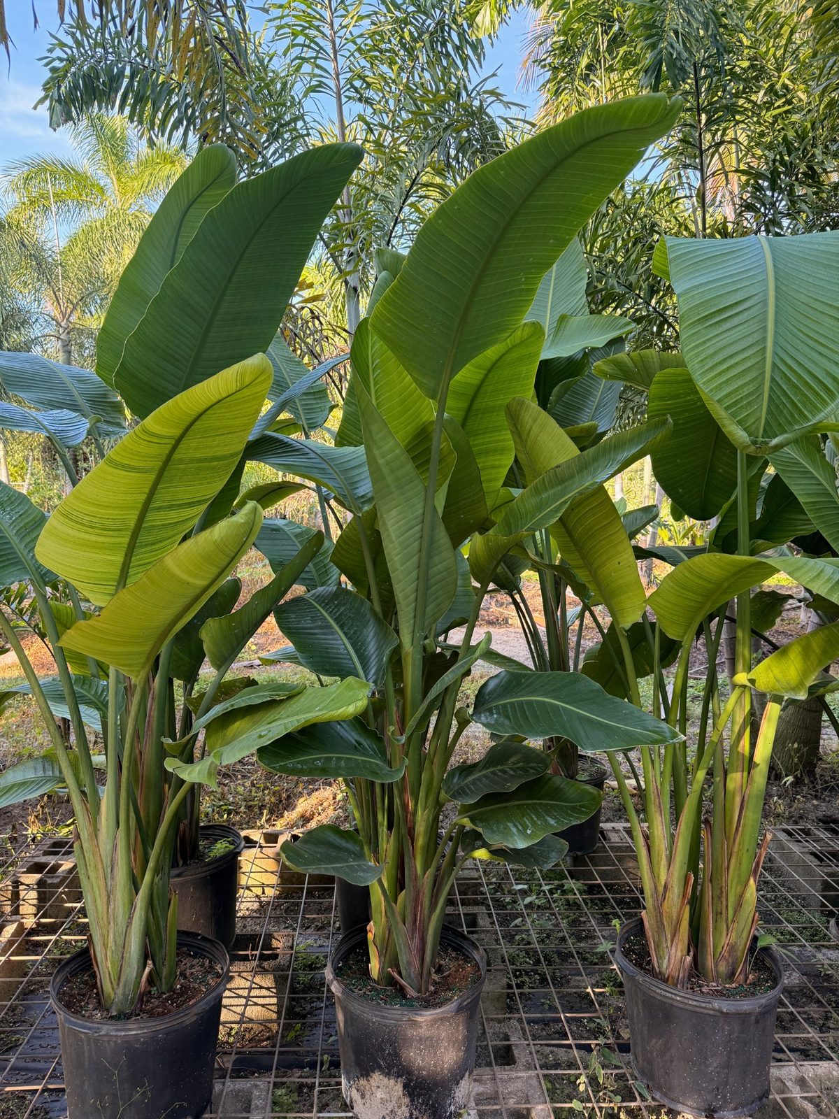 White Bird of Paradise landscape guide South Florida